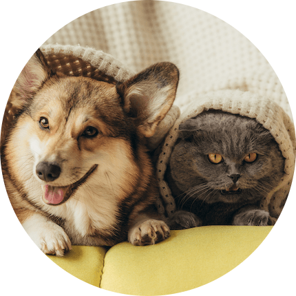 Pets